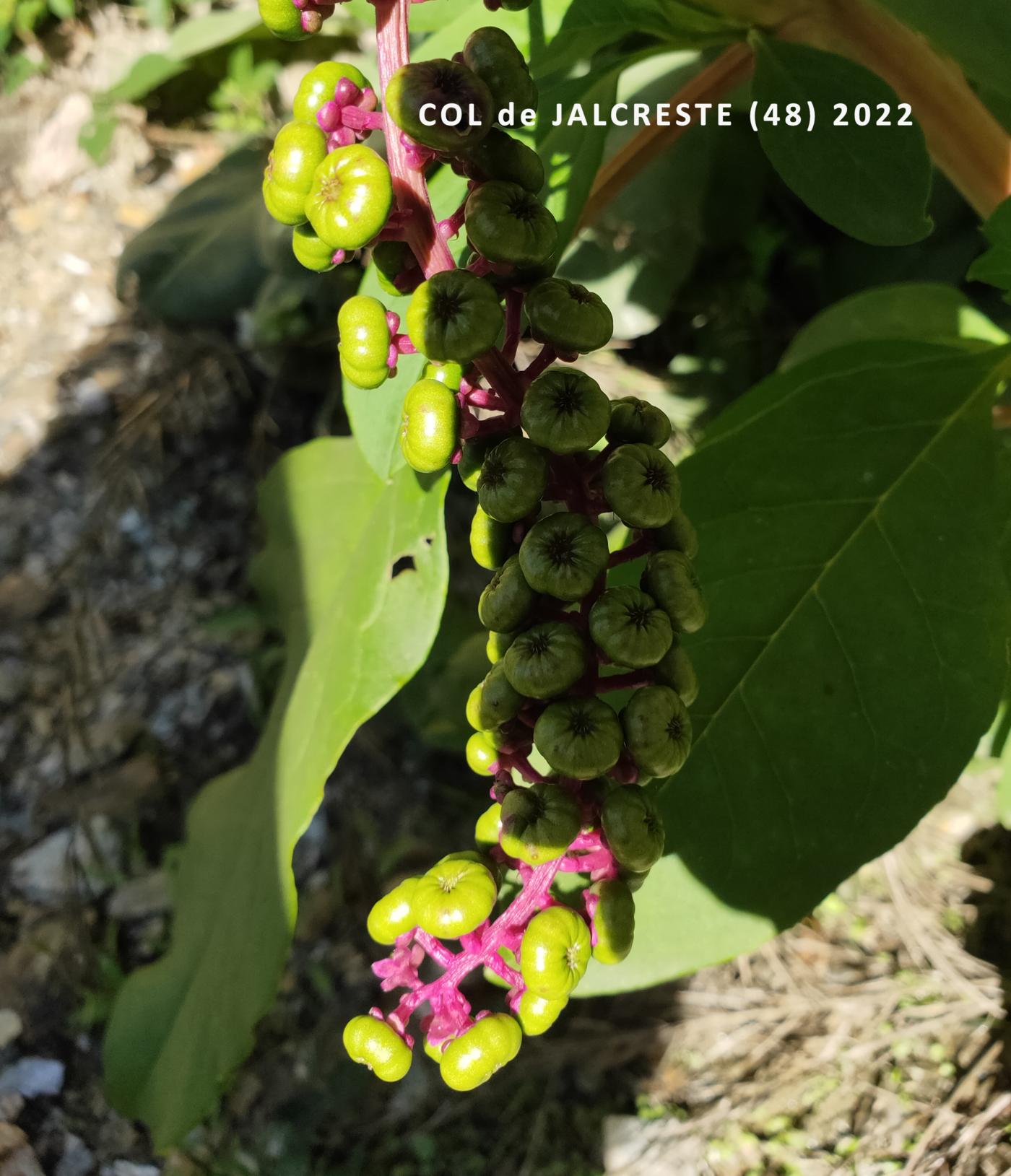 American Pokeweed fruit